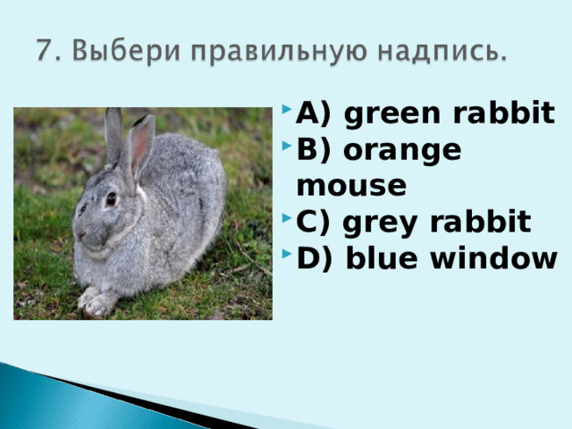 A) green rabbit B) orange mouse C) grey rabbit D) blue window 