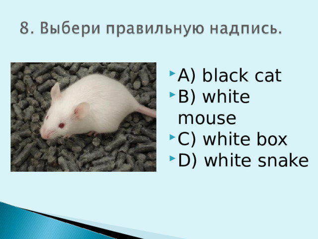 A) black cat B) white mouse C) white box D) white snake  