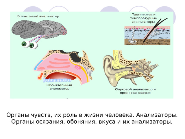 Органы чувств, их роль в жизни человека. Анализаторы. Органы осязания, обоняния, вкуса и их анализаторы. 