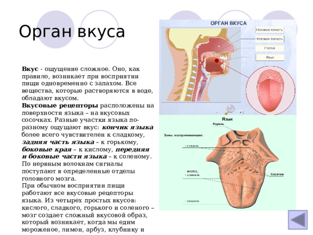 Орган вкуса Вкус - ощущение сложное. Оно, как правило, возникает при восприятии пищи одновременно с запахом. Все вещества, которые растворяются в воде, обладают вкусом. Вкусовые рецепторы расположены на поверхности языка – на вкусовых сосочках. Разные участки языка по-разному ощущают вкус: кончик языка более всего чувствителен к сладкому, задняя часть языка – к горькому, боковые края – к кислому, передняя и боковые части языка – к соленому. По нервным волокнам сигналы поступают в определенные отделы головного мозга. При обычном восприятии пищи работают все вкусовые рецепторы языка. Из четырех простых вкусов: кислого, сладкого, горького и соленого – мозг создает сложный вкусовой образ, который возникает, когда мы едим мороженое, лимон, арбуз, клубнику и другое. 