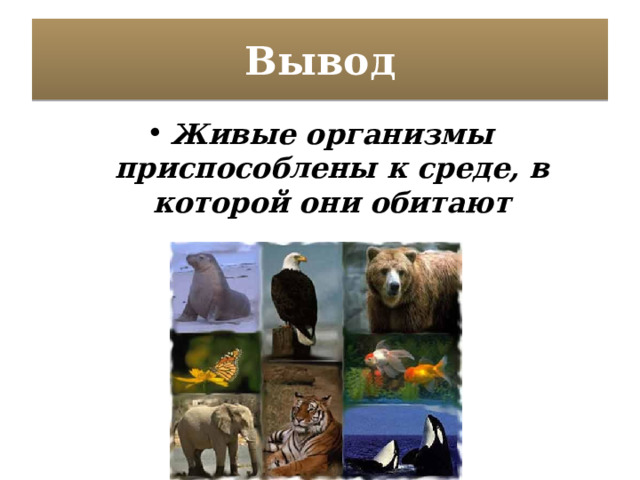 Вывод Живые организмы приспособлены к среде, в которой они обитают 