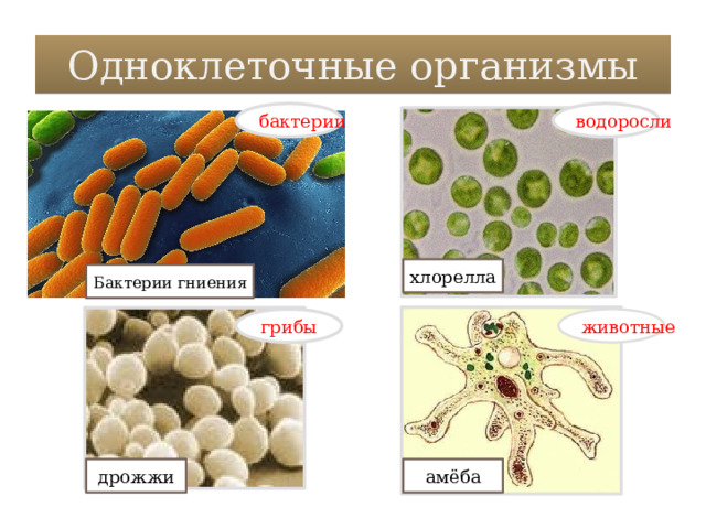 Одноклеточные организмы бактерии водоросли хлорелла Бактерии гниения грибы животные дрожжи амёба 