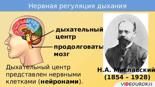 Нервная регуляция дыхания дыхательный центр продолговатый мозг Н.А. Миславский (1854 – 1928) Дыхательный центр представлен нервными клетками ( нейронами ). 