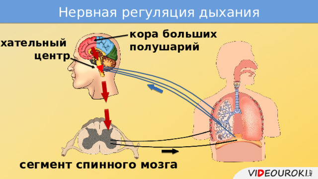 Нервная регуляция дыхания кора больших полушарий дыхательный центр сегмент спинного мозга 