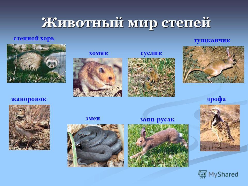 Рисунок лесостепи 4 класс