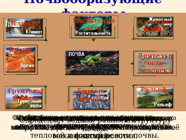 Почвообразующие факторы Растительность Животный мир Климат Время Деятельность человека Рельеф Грунтовые воды Горные породы Активно улучшает или ухудшает качество почвы. Способствует накоплению органических веществ, улучшает физические свойства, тепловой и водный режим почвы. Вспомните какую роль играет в образовании почв каждый из указанных факторов. Являются источником образования минеральной части почвы, влияющим на её механический состав. Обеспечивает образование перегноя – вещества, придающего почве плодородие. Определяет распределение климатических почвообразующих элементов.  Влияет на тип и качество почвы, воздействуя на растения, животных, микроорганизмы, влагу. Определяет мощность почвенного слоя. Определяет водный режим и структуру почвы. 