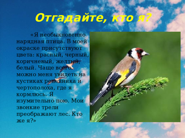 Отгадайте, кто я?  «Я необыкновенно нарядная птица. В моей окраске присутствуют цвета: красный, черный, коричневый, желтый, белый. Чаще всего можно меня увидеть на кустиках репейника и чертополоха, где я кормлюсь. Я изумительно пою. Мои звонкие трели преображают лес. Кто же я?» 