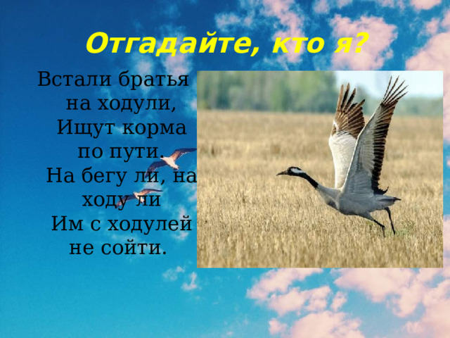 Отгадайте, кто я? Встали братья на ходули,  Ищут корма по пути.  На бегу ли, на ходу ли  Им с ходулей не сойти. 