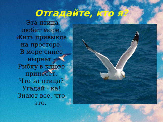 Отгадайте, кто я?  Эта птица любит море.  Жить привыкла на просторе.  В море синее нырнет -  Рыбку в клюве принесет.  Что за птица? Угадай - ка!  Знают все, что это. 