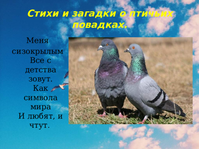 Стихи и загадки о птичьих повадках. Меня сизокрылым  Все с детства зовут.  Как символа мира  И любят, и чтут . 