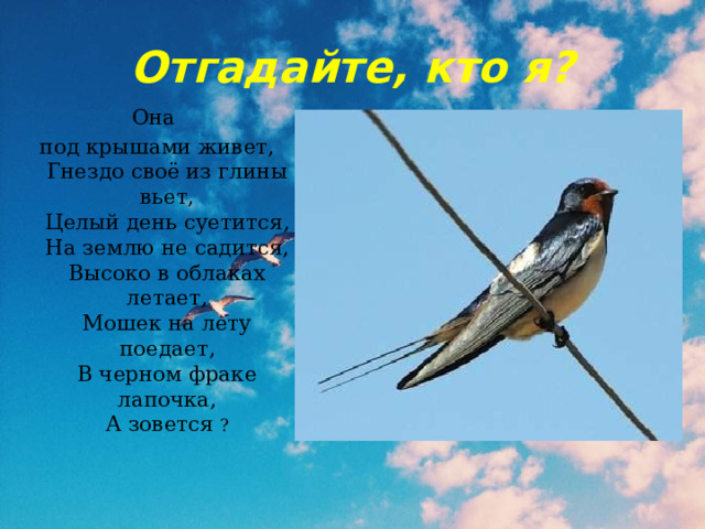 Отгадайте, кто я? Она под крышами живет,  Гнездо своё из глины вьет,  Целый день суетится,  На землю не садится,  Высоко в облаках летает,  Мошек на лету поедает,  В черном фраке лапочка,  А зовется ? 