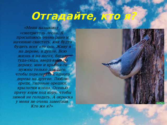 Отгадайте, кто я? «Меня называют «смотритель леса». Я просыпаюсь очень рано и начинаю свистеть, как будто будить всех ото сна. Живу я на дереве, в дупле. Всю жизнь я на ногах, бегаю туда-сюда, вверх-вниз по дереву, мне и крылья-то нужны только для того, чтобы перелетать с одного дерева на другое. Люблю орехи, липовые орешки, крылатки клена. Осенью прячу корм под кору, чтобы зимой не голодать. А окраска у меня не очень заметная. Кто же я?» 