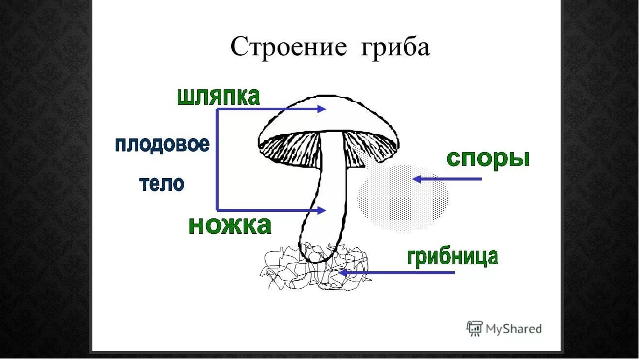 Строение гриба состоит из. Структура шляпочного гриба. Строение шляпочного гриба строение. Внешнее строение шляпочных грибов. Рисунок схема шляпочного гриба.