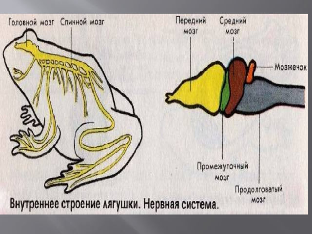 Строение мозга лягушки. Нервная система лягушки. Внутреннее строение лягушки. Внутреннее строение лягушки нервная система. Нервная система лягушки 7 класс.