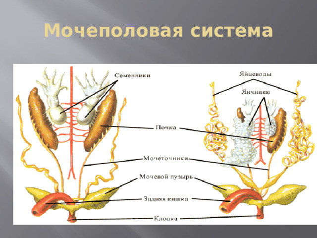 Мочеполовая система 