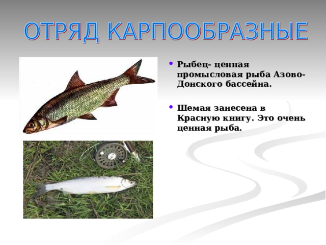 Рыбец- ценная промысловая рыба Азово-Донского бассейна.  Шемая занесена в Красную книгу. Это очень ценная рыба.   