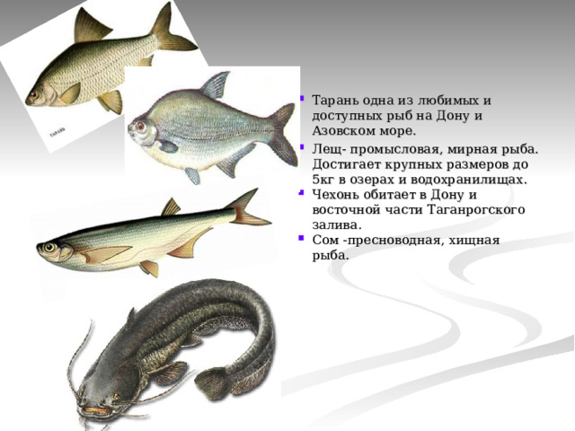 Тарань одна из любимых и доступных рыб на Дону и Азовском море. Лещ- промысловая, мирная рыба. Достигает крупных размеров до 5кг в озерах и водохранилищах. Чехонь обитает в Дону и восточной части Таганрогского залива. Сом -пресноводная, хищная рыба.  