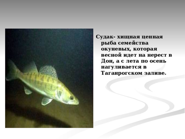 Судак- хищная ценная рыба семейства окуневых, которая весной идет на нерест в Дон, а с лета по осень нагуливается в Таганрогском заливе.  