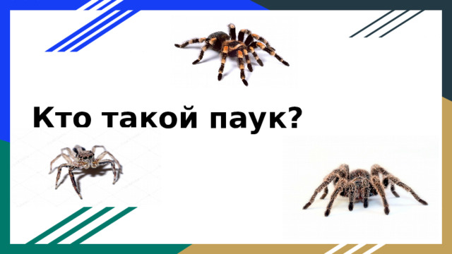 Кто такой паук?   