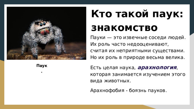 Кто такой паук: знакомство   Пауки — это извечные соседи людей. Их роль часто недооценивают, считая их неприятными существами. Но их роль в природе весьма велика. Есть целая наука, арахнология , которая занимается изучением этого вида животных. Арахнофобия - боязнь пауков.  Паук. 