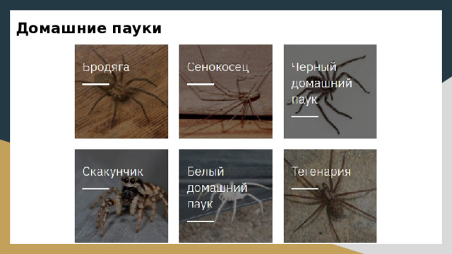 Домашние пауки   