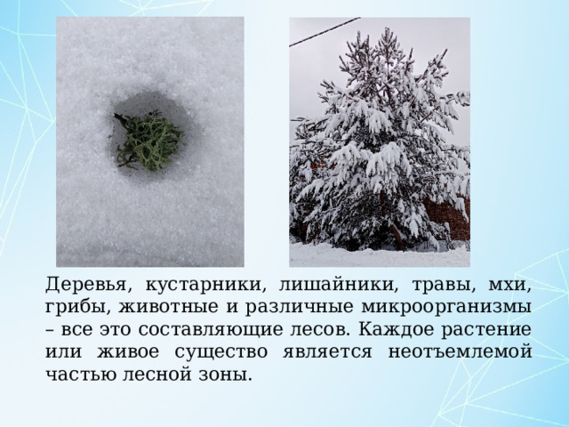 Деревья, кустарники, лишайники, травы, мхи, грибы, животные и различные микроорганизмы – все это составляющие лесов. Каждое растение или живое существо является неотъемлемой частью лесной зоны. 