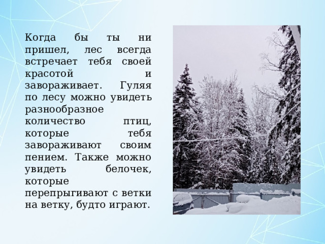 Когда бы ты ни пришел, лес всегда встречает тебя своей красотой и завораживает. Гуляя по лесу можно увидеть разнообразное количество птиц, которые тебя завораживают своим пением. Также можно увидеть белочек, которые перепрыгивают с ветки на ветку, будто играют. 