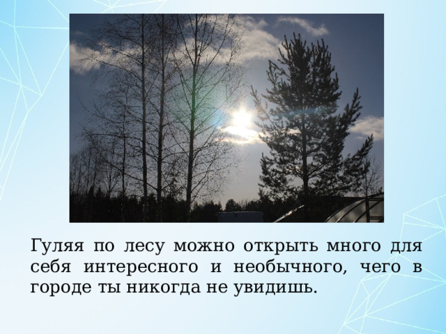 Гуляя по лесу можно открыть много для себя интересного и необычного, чего в городе ты никогда не увидишь. 