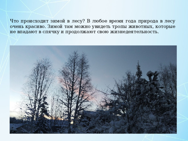 Что происходит зимой в лесу? В любое время года природа в лесу очень красиво. Зимой там можно увидеть тропы животных, которые не впадают в спячку и продолжают свою жизнедеятельность. 