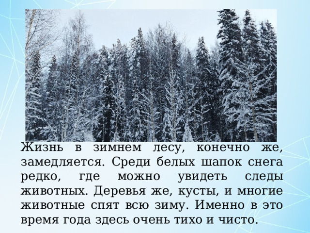 Жизнь в зимнем лесу, конечно же, замедляется. Среди белых шапок снега редко, где можно увидеть следы животных. Деревья же, кусты, и многие животные спят всю зиму. Именно в это время года здесь очень тихо и чисто. 