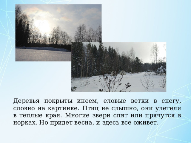Деревья покрыты инеем, еловые ветки в снегу, словно на картинке. Птиц не слышно, они улетели в теплые края. Многие звери спят или прячутся в норках. Но придет весна, и здесь все оживет. 
