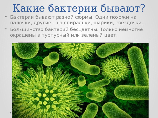 Какие бактерии бывают? Бактерии бывают разной формы. Одни похожи на палочки, другие – на спиральки, шарики, звёздочки… Большинство бактерий бесцветны. Только немногие окрашены в пурпурный или зеленый цвет. 