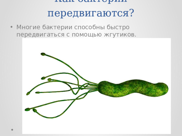 Как бактерии передвигаются? Многие бактерии способны быстро передвигаться с помощью жгутиков. 