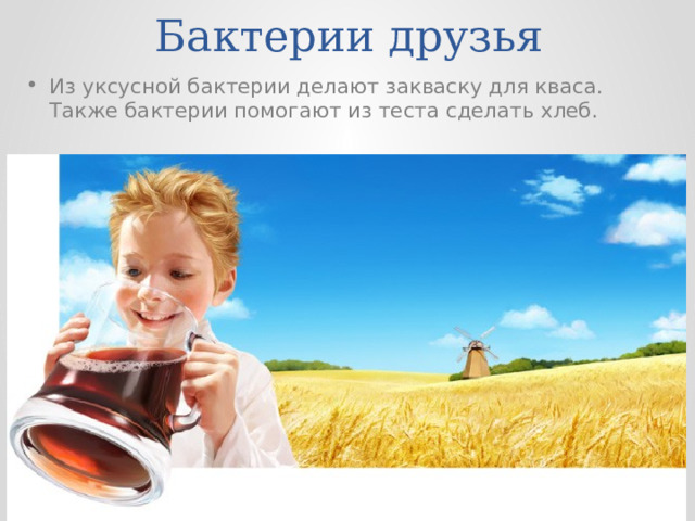Бактерии друзья Из уксусной бактерии делают закваску для кваса. Также бактерии помогают из теста сделать хлеб. 