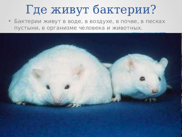Где живут бактерии? Бактерии живут в воде, в воздухе, в почве, в песках пустыни, в организме человека и животных. 