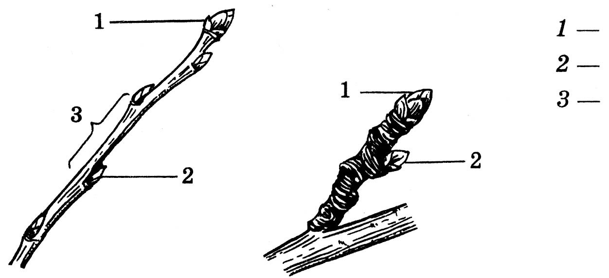 Как называются части побега указанные на рисунке под цифрами 1 5 ответ занесите в таблицу