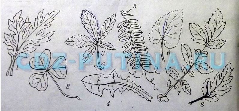 Рассмотрите рисунок выпишите отдельно цифры которыми обозначены простые и сложные листья