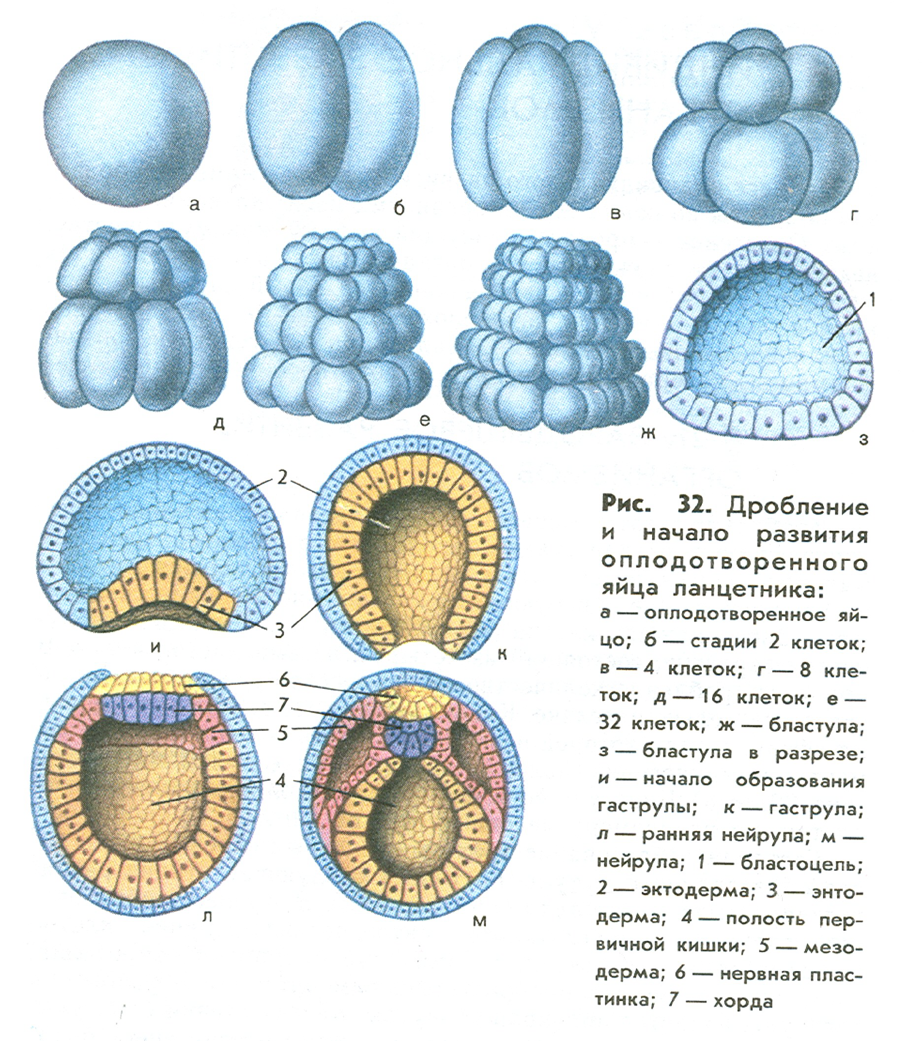 Стадии развития эмбрионального развития ланцетника