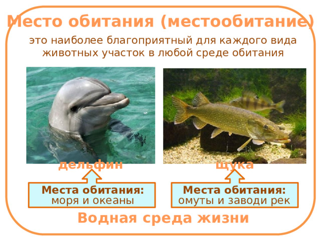 Место обитания (местообитание) - это наиболее благоприятный для каждого вида животных участок в любой среде обитания дельфин щука Места обитания: моря и океаны Места обитания: омуты и заводи рек Водная среда жизни 