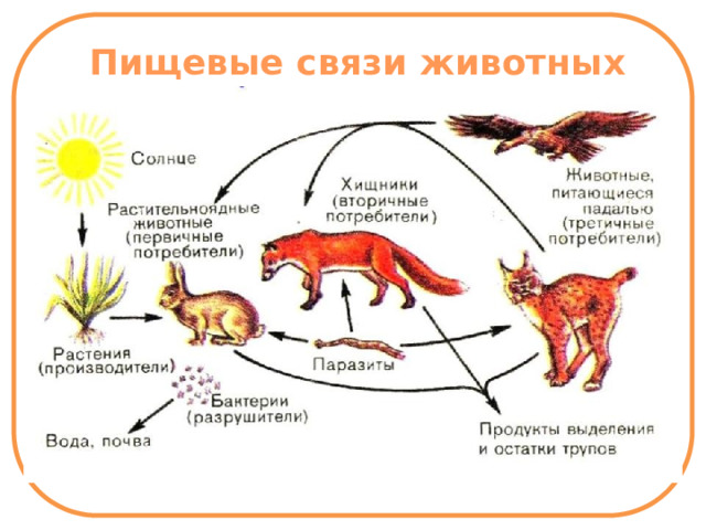 Пищевые связи животных 