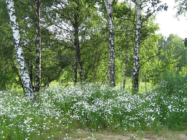 Берёза белая подруга.