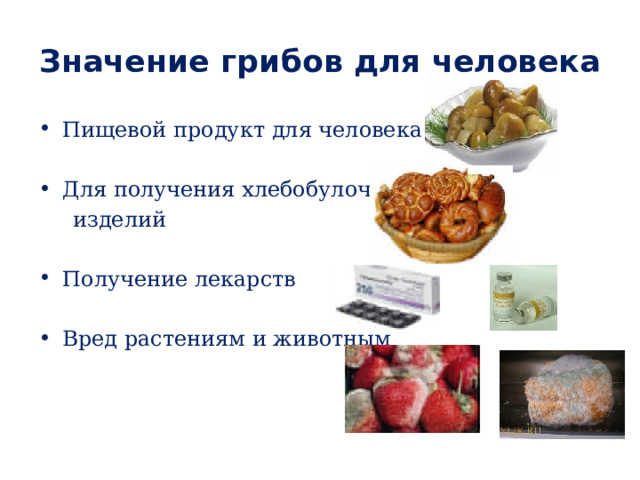 Значение грибов для человека Пищевой продукт для человека Для получения хлебобулочных  изделий Получение лекарств Вред растениям и животным 