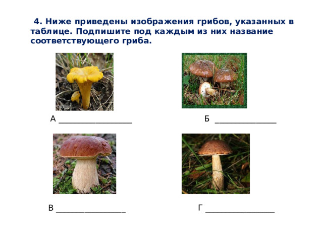 Рассмотрите изображение грибов ниже и отметьте под каким номером изображены дрожжи