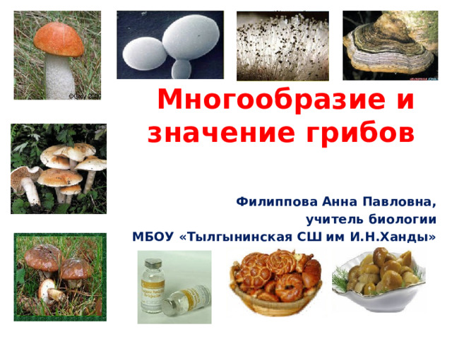 5 значений грибов в жизни человека. Разнообразие грибов. Разнообразие грибов в природе. Многообразие грибов и их значение. Разнообразие грибов биология.