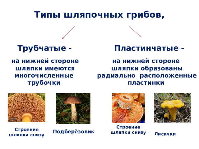 Типы шляпочных грибов, Трубчатые - Пластинчатые - на нижней стороне шляпки имеются многочисленные на нижней стороне шляпки образованы радиально расположенные трубочки пластинки Строение шляпки снизу  Лисички Строение шляпки снизу Подберёзовик 