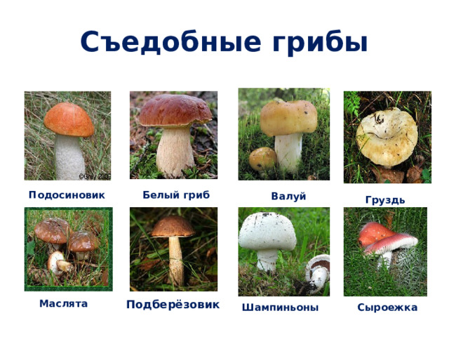 Съедобные грибы Валуй Груздь Белый гриб Подосиновик  Подберёзовик Маслята Шампиньоны Сыроежка   
