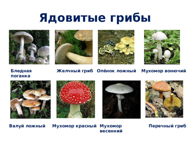Ядовитые грибы  Мухомор вонючий Опёнок ложный Желчный гриб Бледная поганка Валуй ложный Мухомор красный Мухомор весенний Перечный гриб 