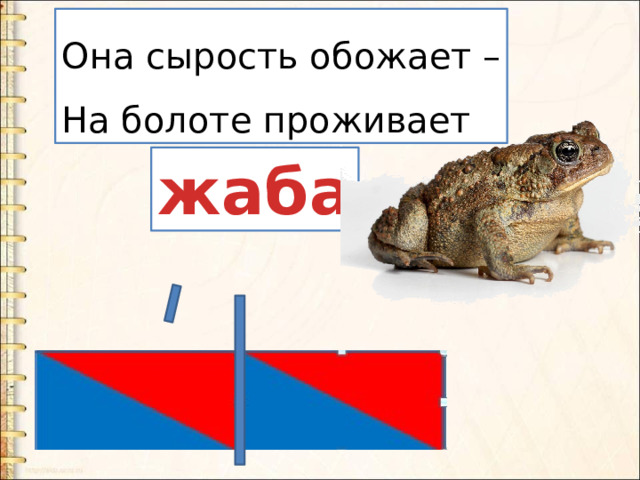 Она сырость обожает – На болоте проживает жаба 