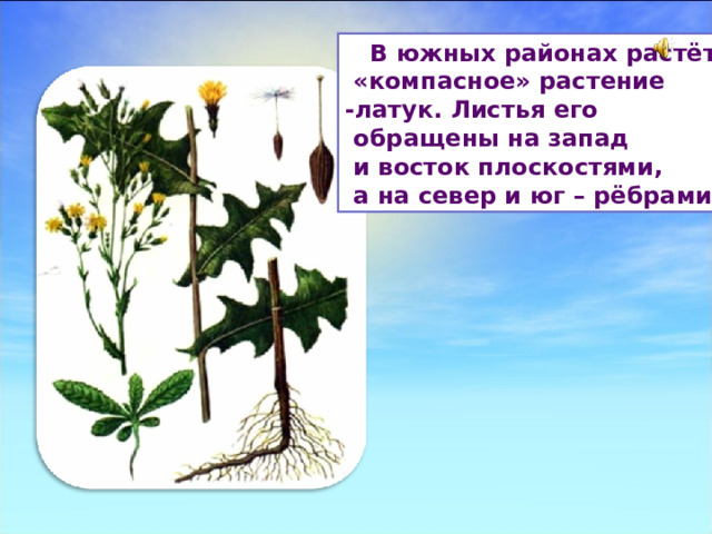  В южных районах растёт  «компасное» растение -латук. Листья его  обращены на запад  и восток плоскостями,  а на север и юг – рёбрами. 