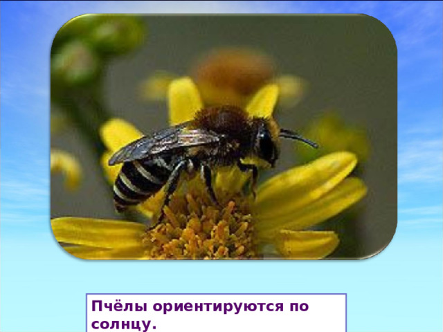 Пчёлы ориентируются по солнцу. 